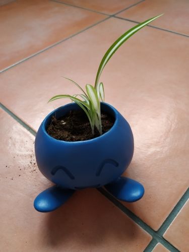 Customer photo review of "HAPPY ODDISH" PLANT POT