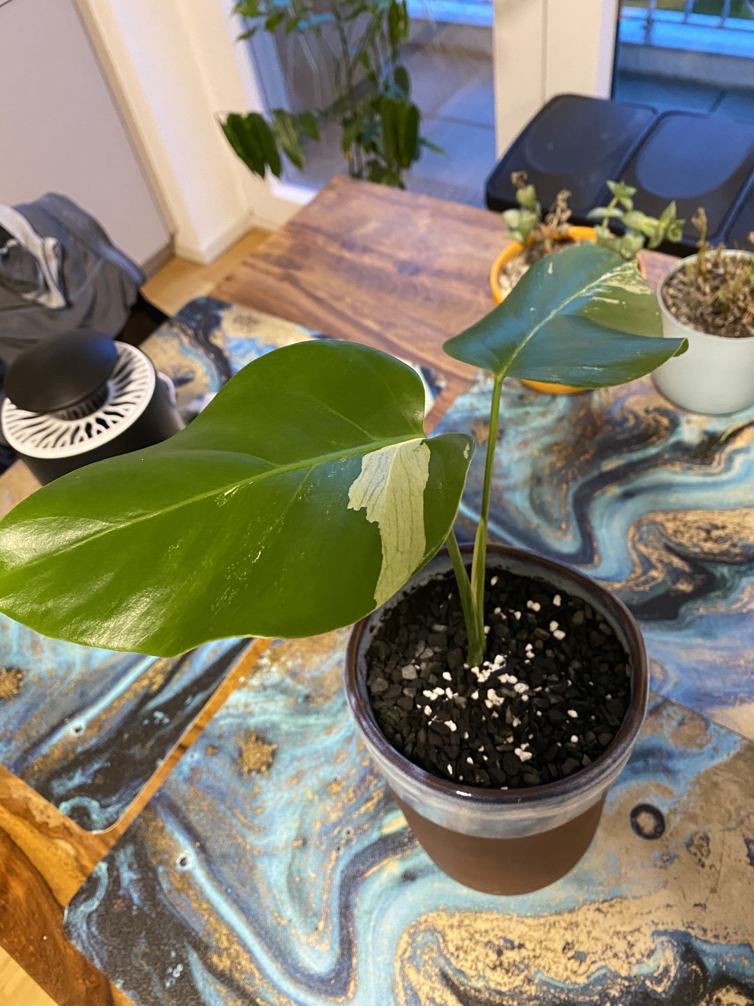 Customer photo review of MONSTERA BORSIGIANA VARIEGATA