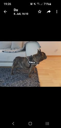 Customer photo review of Pfotenlove - Anti-Zug Personalisiertes Hundegeschirr – Premium Edition