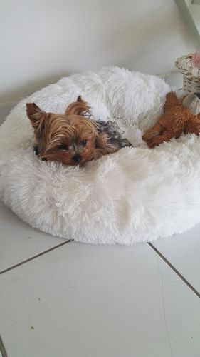 Customer photo review of Lit Apaisant Comfy® |  Pour Chien et Chat