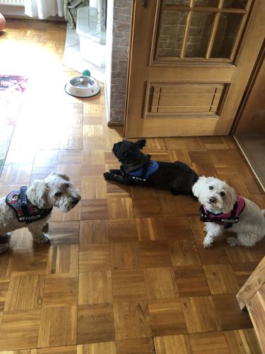 Customer photo review of Pfotenlove - Anti-Zug Personalisiertes Hundegeschirr – Premium Edition