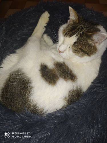 Customer photo review of Lit Apaisant Comfy® |  Pour Chien et Chat