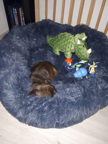 Customer photo review of Lit Apaisant Comfy® |  Pour Chien et Chat