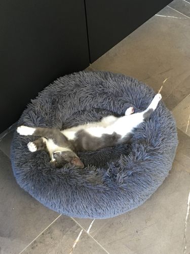 Customer photo review of Lit Apaisant Comfy® |  Pour Chien et Chat