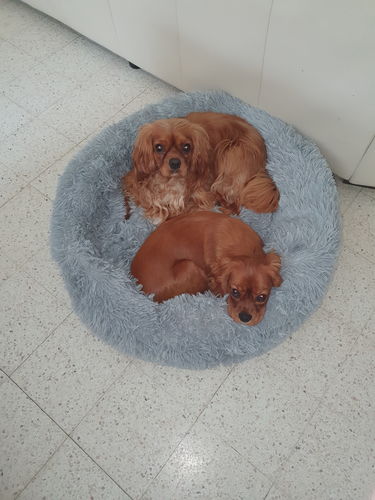Customer photo review of Lit Apaisant Comfy® |  Pour Chien et Chat