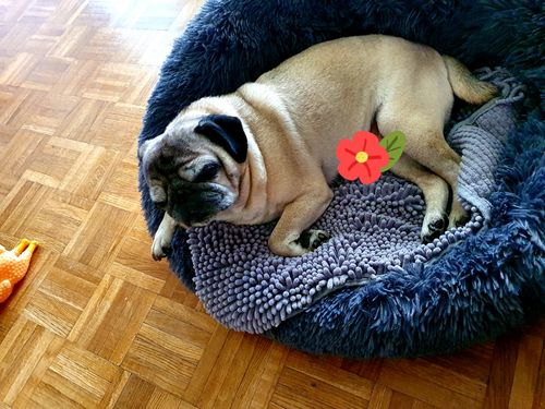 Customer photo review of Lit Apaisant Comfy® |  Pour Chien et Chat