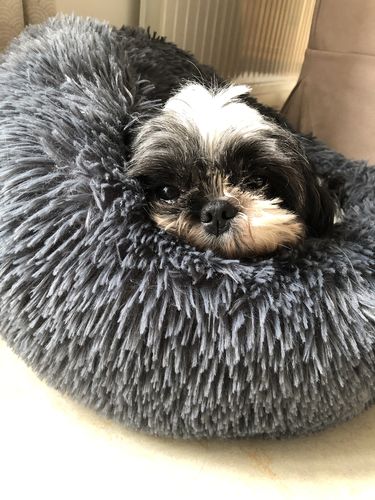 Customer photo review of Lit Apaisant Comfy® |  Pour Chien et Chat