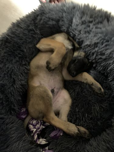 Customer photo review of Lit Apaisant Comfy® |  Pour Chien et Chat
