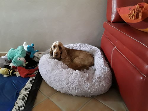 Customer photo review of Lit Apaisant Comfy® |  Pour Chien et Chat