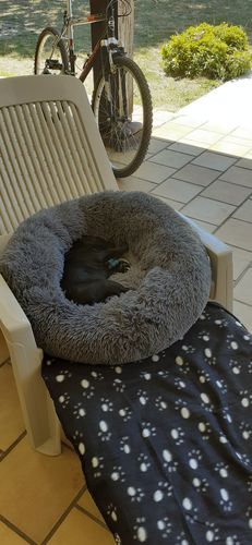Customer photo review of Lit Apaisant Comfy® |  Pour Chien et Chat