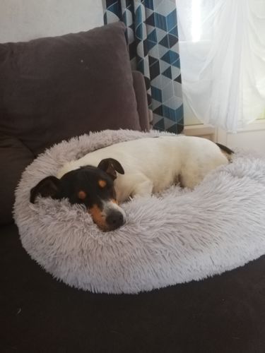 Customer photo review of Lit Apaisant Comfy® |  Pour Chien et Chat