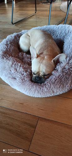 Customer photo review of Lit Apaisant Comfy® |  Pour Chien et Chat