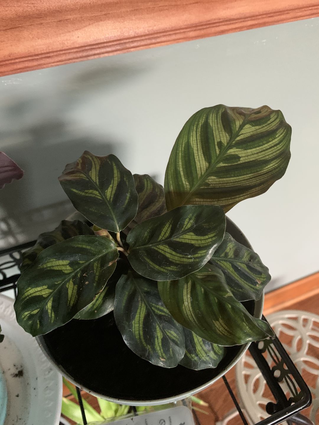 Customer photo review of 4" Calathea roseopicta 'Dottie'