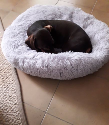Customer photo review of Lit Apaisant Comfy® |  Pour Chien et Chat