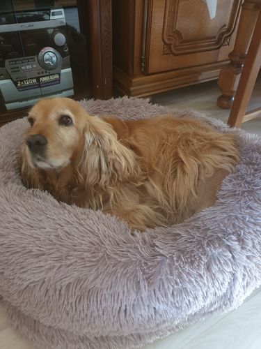 Customer photo review of Lit Apaisant Comfy® |  Pour Chien et Chat