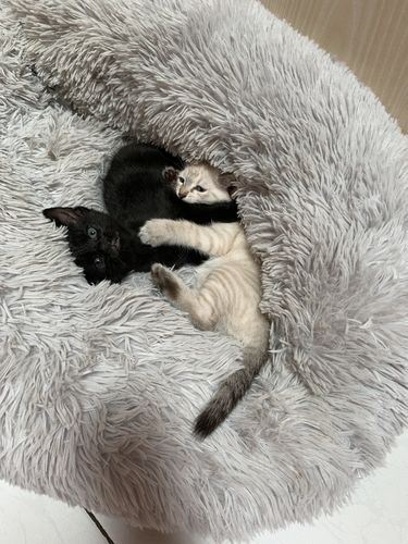Customer photo review of Lit Apaisant Comfy® |  Pour Chien et Chat