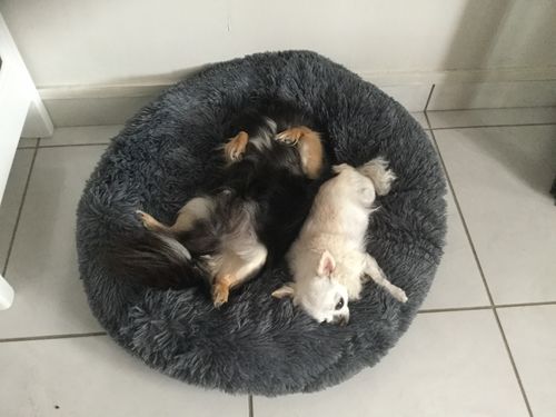 Customer photo review of Lit Apaisant Comfy® |  Pour Chien et Chat