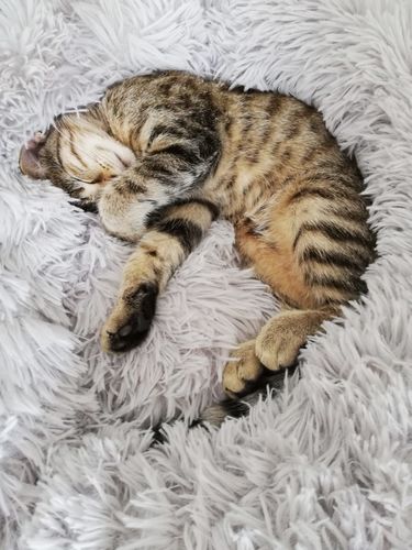 Customer photo review of Lit Apaisant Comfy® |  Pour Chien et Chat
