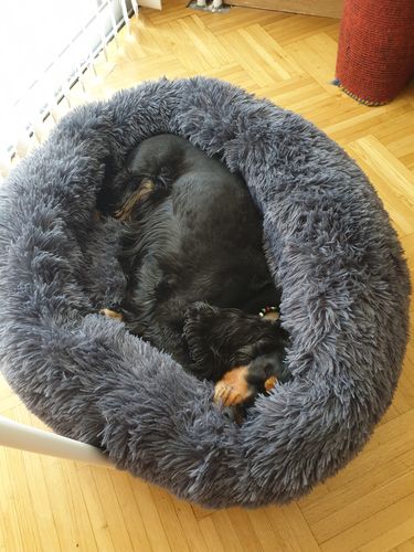 Customer photo review of Lit Apaisant Comfy® |  Pour Chien et Chat