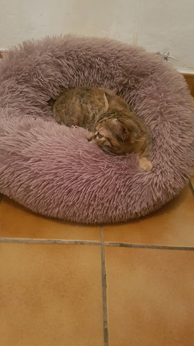 Customer photo review of Lit Apaisant Comfy® |  Pour Chien et Chat