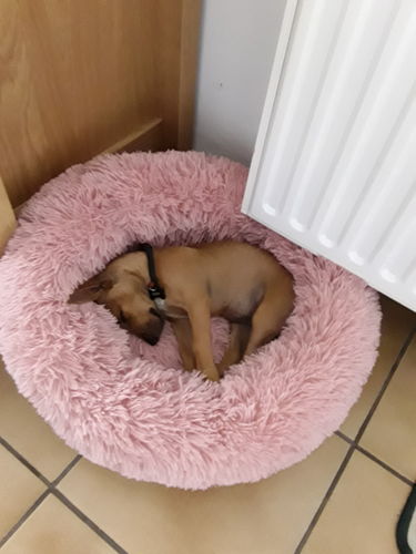 Customer photo review of Lit Apaisant Comfy® |  Pour Chien et Chat