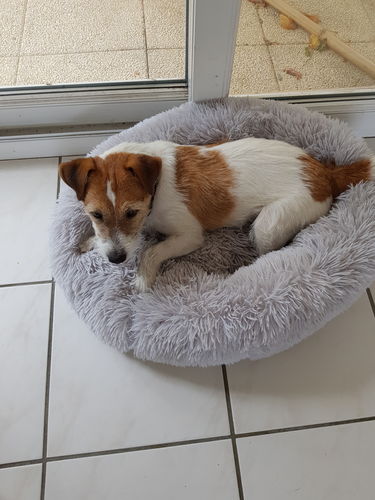Customer photo review of Lit Apaisant Comfy® |  Pour Chien et Chat