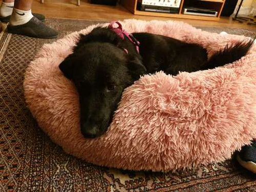 Customer photo review of Lit Apaisant Comfy® |  Pour Chien et Chat
