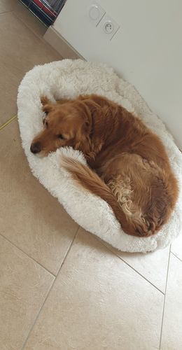 Customer photo review of Lit Apaisant Comfy® |  Pour Chien et Chat
