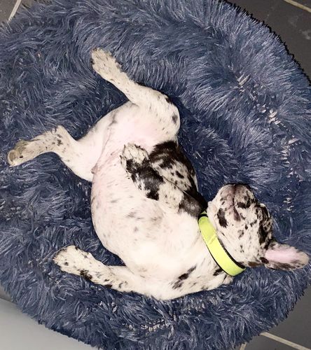 Customer photo review of Lit Apaisant Comfy® |  Pour Chien et Chat