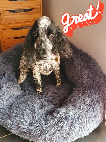Customer photo review of Lit Apaisant Comfy® |  Pour Chien et Chat