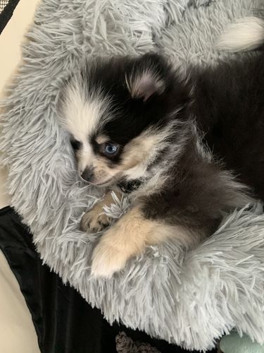 Customer photo review of Lit Apaisant Comfy® |  Pour Chien et Chat