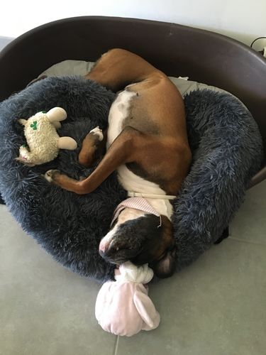 Customer photo review of Lit Apaisant Comfy® |  Pour Chien et Chat