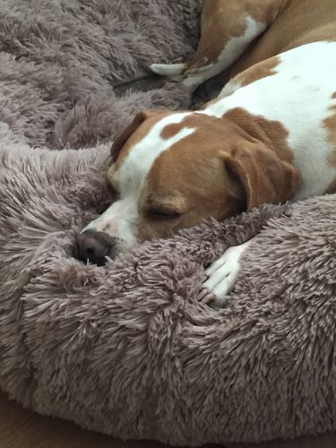 Customer photo review of Lit Apaisant Comfy® |  Pour Chien et Chat
