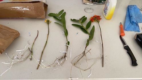 Customer photo review of Epidendrum