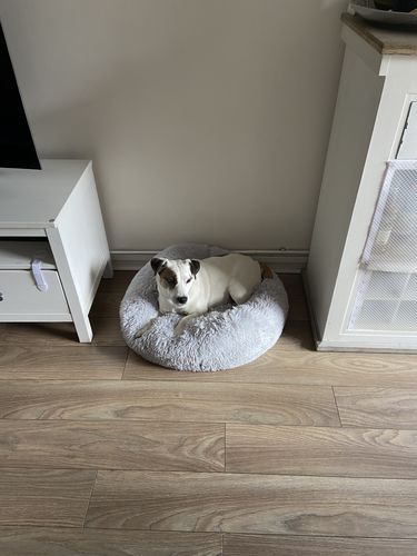 Customer photo review of Lit Apaisant Comfy® |  Pour Chien et Chat
