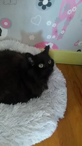 Customer photo review of Lit Apaisant Comfy® |  Pour Chien et Chat