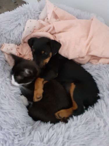 Customer photo review of Lit Apaisant Comfy® |  Pour Chien et Chat