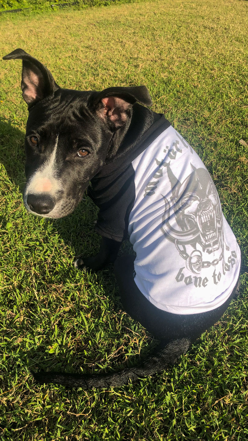 Customer photo review of Motorhound Raglan Dog Tee