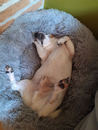 Customer photo review of Lit Apaisant Comfy® |  Pour Chien et Chat