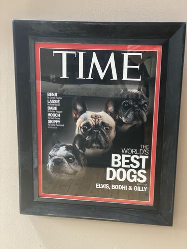 Customer photo review of Posing Pig Custom Print