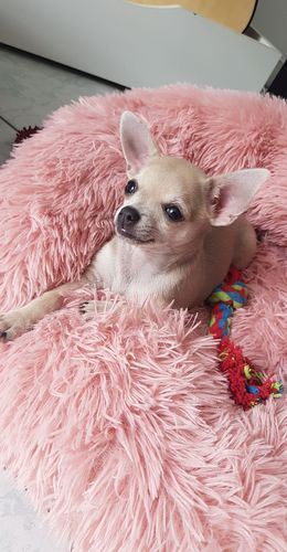 Customer photo review of Lit Apaisant Comfy® |  Pour Chien et Chat