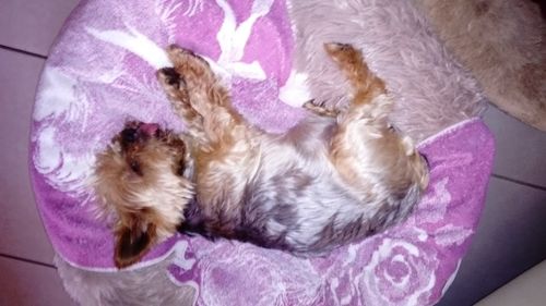 Customer photo review of Lit Apaisant Comfy® |  Pour Chien et Chat