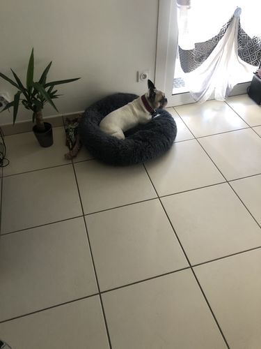Customer photo review of Lit Apaisant Comfy® |  Pour Chien et Chat