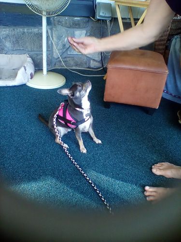 Customer photo review of Lifetime Warranty Personalized NO PULL Dog Harness (FREE Shipping)