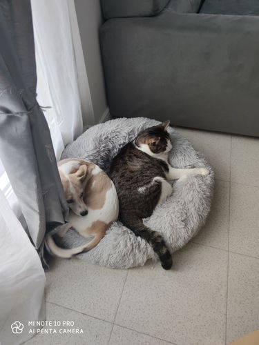 Customer photo review of Lit Apaisant Comfy® |  Pour Chien et Chat