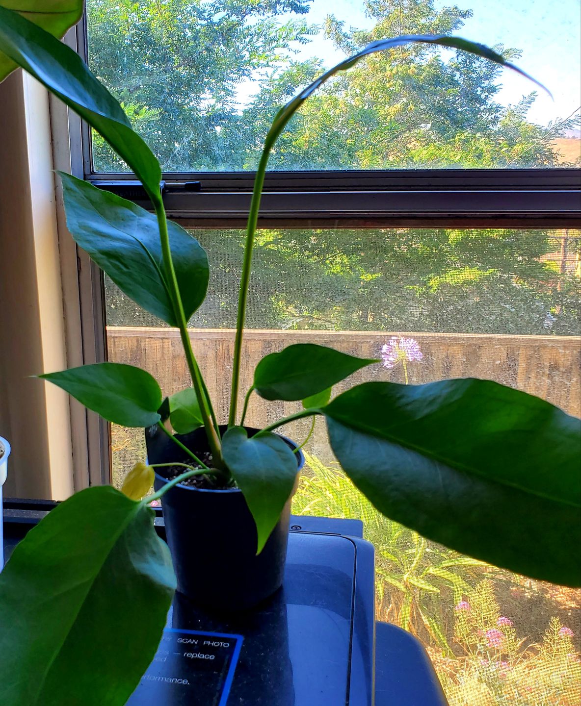 Customer photo review of 4" Anthurium ‘Big Red Bird’ (Anthurium sect. Pachyneurium)