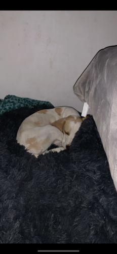 Customer photo review of Lit Apaisant Comfy® |  Pour Chien et Chat