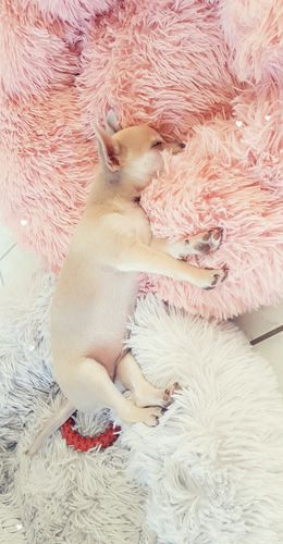 Customer photo review of Lit Apaisant Comfy® |  Pour Chien et Chat