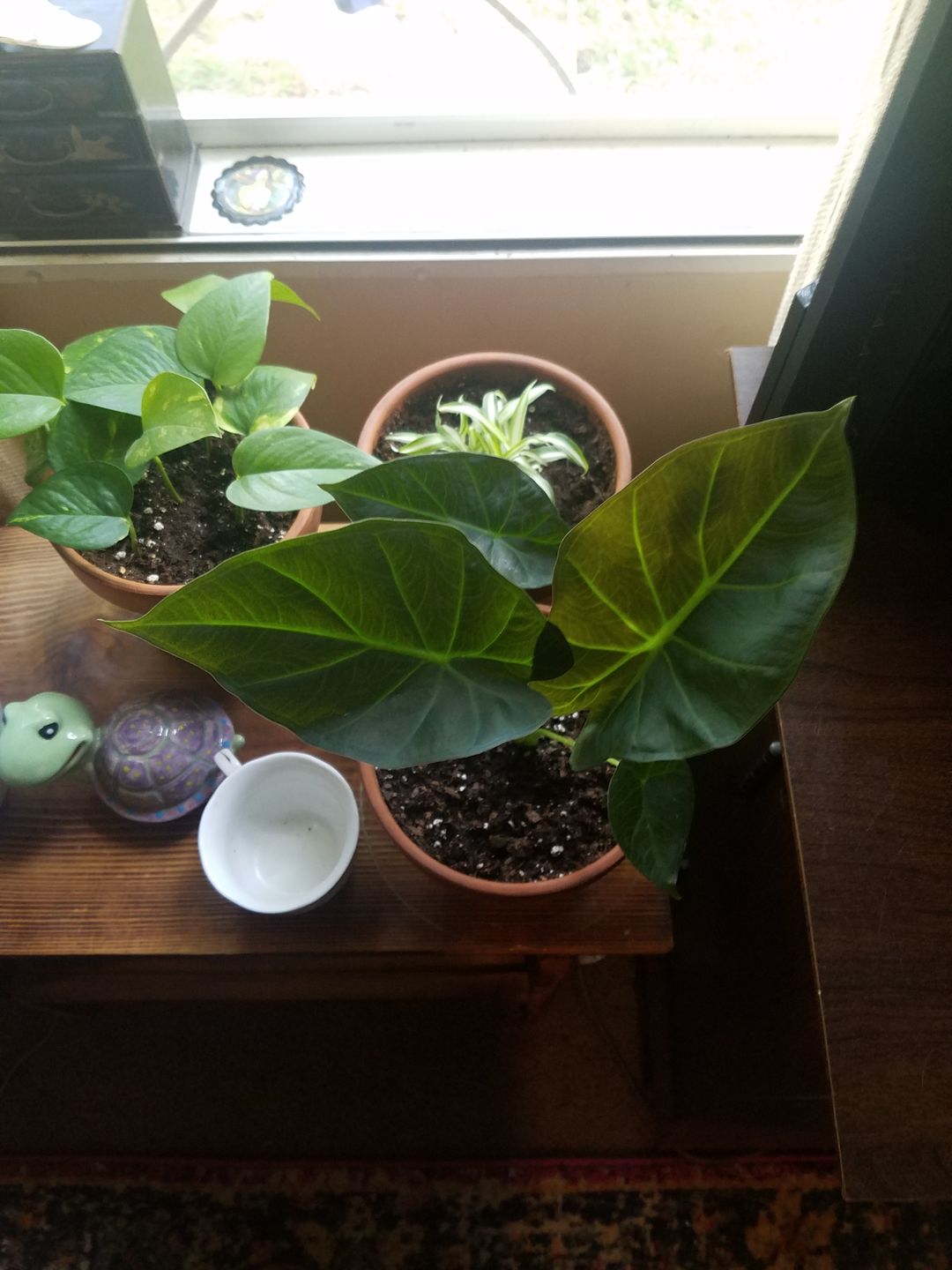 Customer photo review of 4" Alocasia Regal Shield