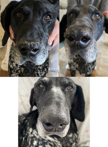 Customer photo review of Tips & Toes - Nose and Paw Balm